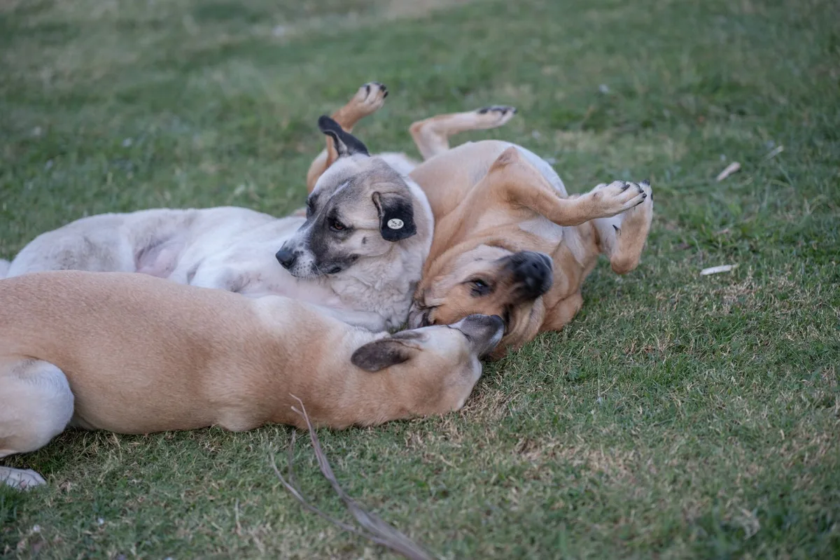 Perros descansando juntos sobre el césped